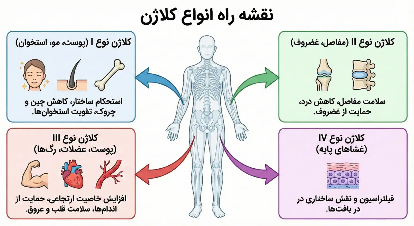 اینفوگرافیک فارسی «نقشه راه انواع کلاژن» که با استفاده از فلش‌ها و آیکون‌ها، محل اثرگذاری و فواید اصلی کلاژن‌های نوع I (پوست و استخوان)، نوع II (مفاصل و غضروف)، نوع III (عروق و عضلات) و نوع IV (غشاها) را در بدن انسان نشان می‌دهد.