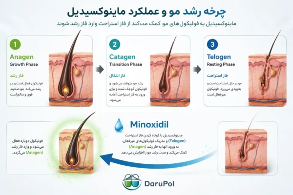 چرخه رشد مو و عملکرد ماینوکسیدیل.